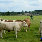 Elevage vache